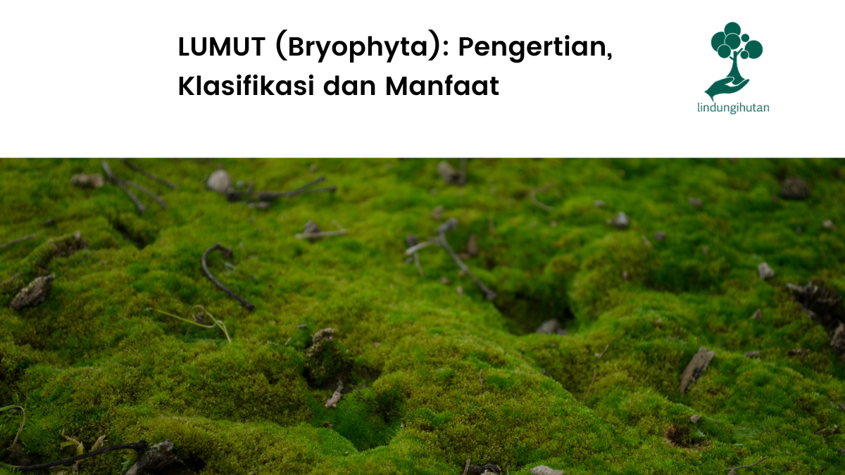 Apa yang dimaksud dengan lumut?