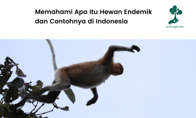 Mengenal hewan endemik di Indonesia.