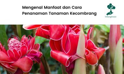 Manfaat bunga kecombrang dan cara menanamnya.
