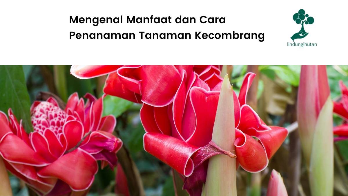 Manfaat bunga kecombrang dan cara menanamnya.