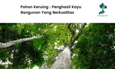 Apa itu pohon keruing?