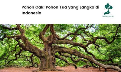 Apa itu pohon oak?