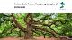 Apa itu pohon oak?