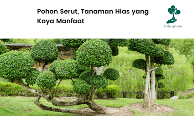 Yuk kenalan dengan pohon serut!