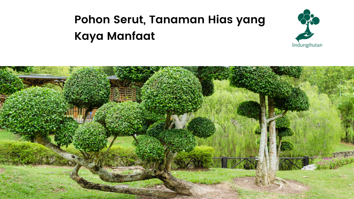 Yuk kenalan dengan pohon serut!