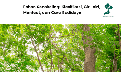 Mengenal lebih jauh pohon sonokeling.