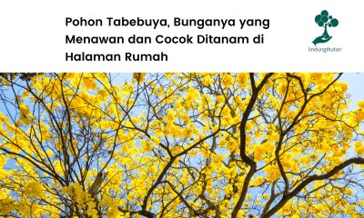 Serba-serbi pohon tabebuya.