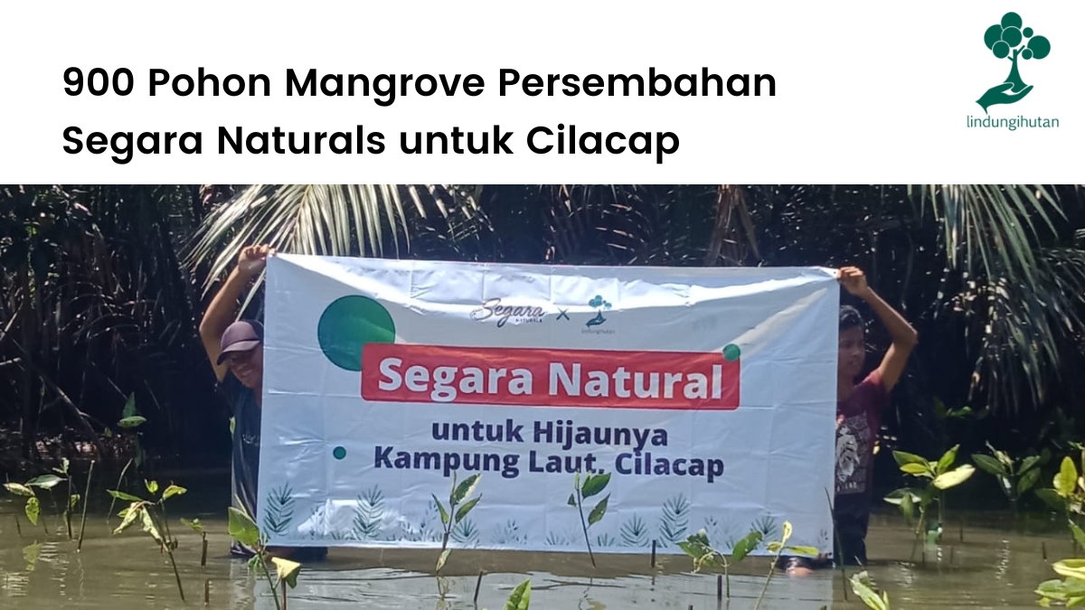 Segara Naturals menanam 900 mangrove di Cilacap