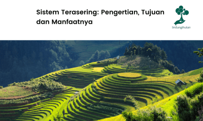 Pengertian terasering, mekanismenya, hingga fungsinya!