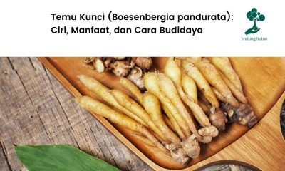 Serba-serbi tentang temu kunci.