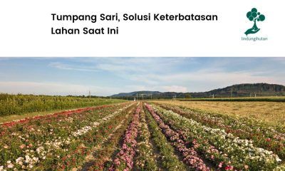 Serba-serbi sistem tanam tumpang sari.