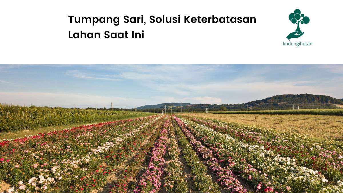 Serba-serbi sistem tanam tumpang sari.