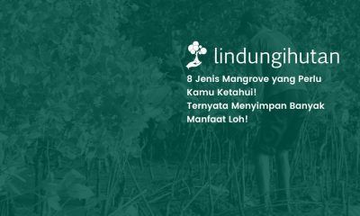 jenis mangrove
