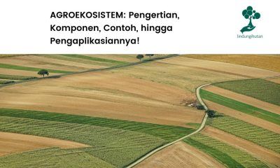 Pengertian agroekosistem dan contoh praktiknya.
