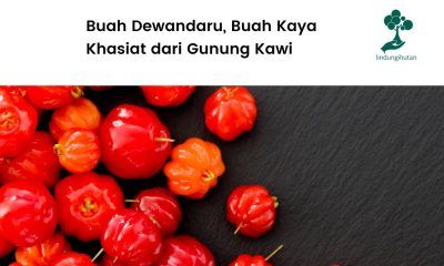 Serba=serbi buah dewandaru.