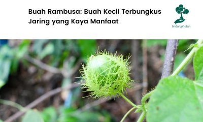 Mengenal buah rambusa dan manfaatnya.