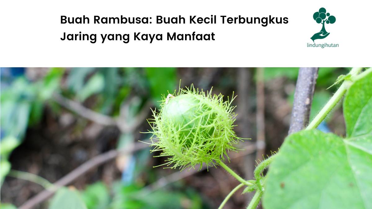 Mengenal buah rambusa dan manfaatnya.