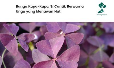 Mengenal bunga kupu-kupu dan cara merawatnya.