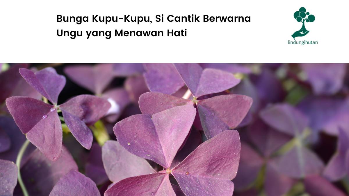 Mengenal bunga kupu-kupu dan cara merawatnya.