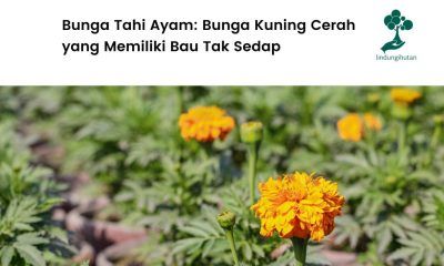 Gambar bunga tahi ayam