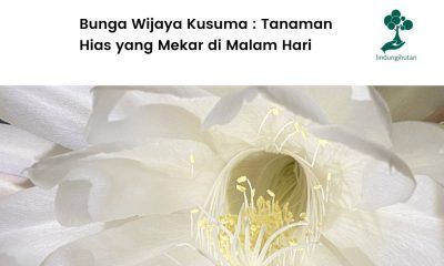 Yuk kenalan dengan bunga wijaya kusuma.