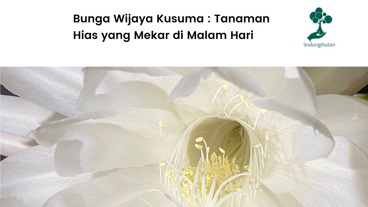 Yuk kenalan dengan bunga wijaya kusuma.