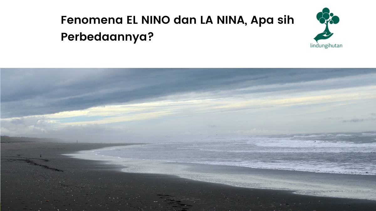 Serba-serbi tentang El Nino dan La Nina.