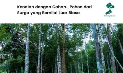 Pohon gaharu: ciri-ciri, manfaat, dan cara budidayanya.