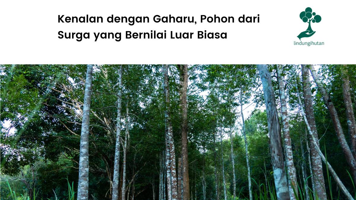 Pohon gaharu: ciri-ciri, manfaat, dan cara budidayanya.