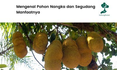 Serba-serbi pohon nangka dan manfaatnya.