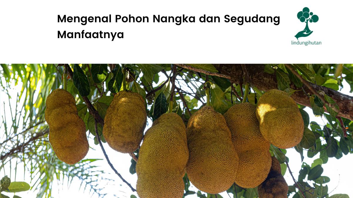 Serba-serbi pohon nangka dan manfaatnya.