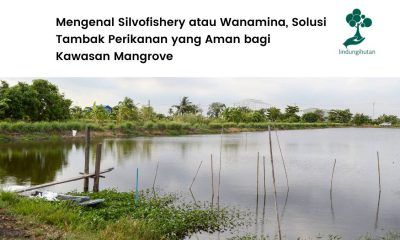 Mengenal sistem silvofishery.