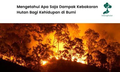 Dampak kebakaran hutan.