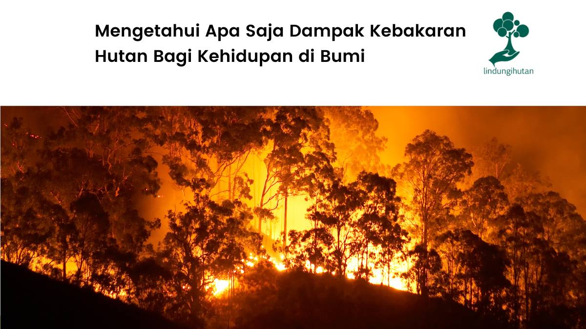 Dampak kebakaran hutan.