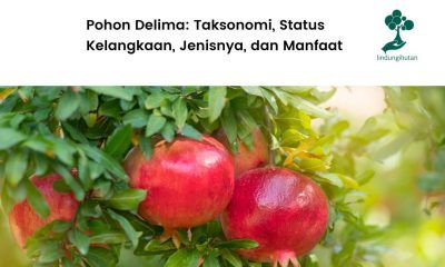 Mengenal buah delima, manfaat, dan cara menanam pohonnya.
