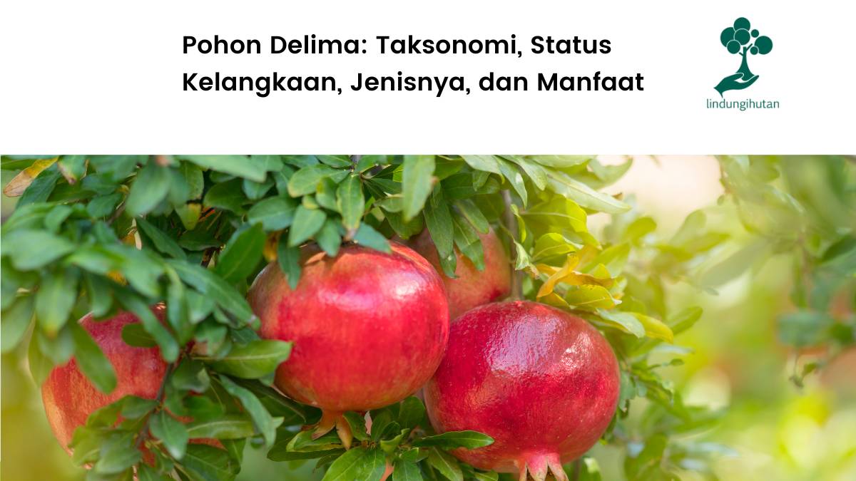 Mengenal buah delima, manfaat, dan cara menanam pohonnya.