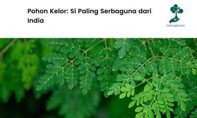 Pohon kelor dan segudang manfaatnya.