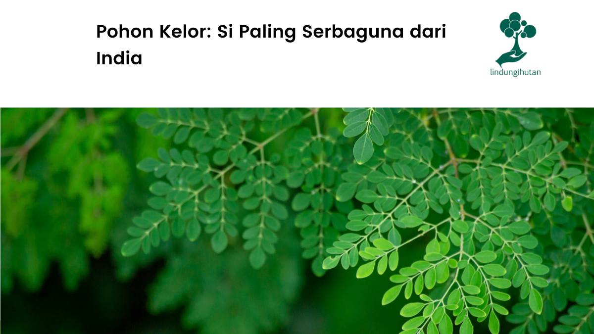 Pohon kelor dan segudang manfaatnya.