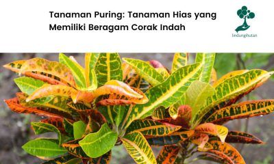 Serba-serbi tanaman puring yang perlu kamu ketahui.