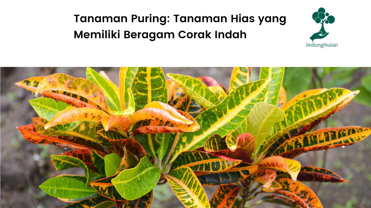 Serba-serbi tanaman puring yang perlu kamu ketahui.