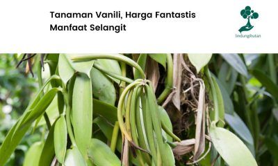 Mengenal vanili mulai dari harga hingga cara budidayanya.