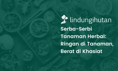 tanaman herbal indonesia