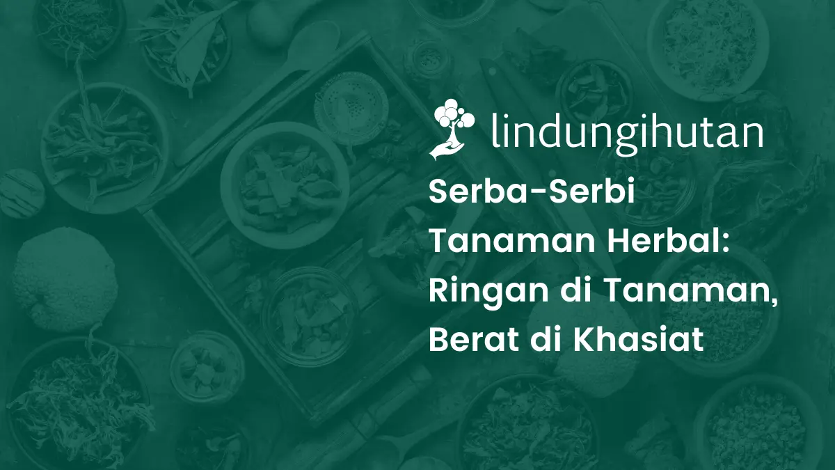 tanaman herbal indonesia