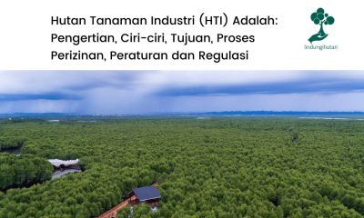 Pengertian hutan tanaman industri hinga peraturannya