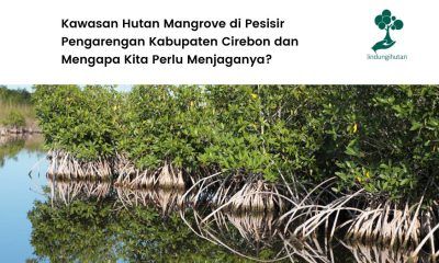 mengenal kawasan hutan mangrove pesisir pengarengan.