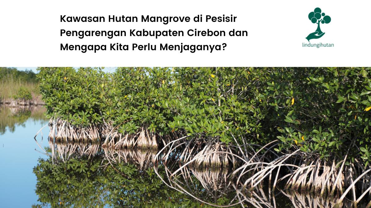 mengenal kawasan hutan mangrove pesisir pengarengan.