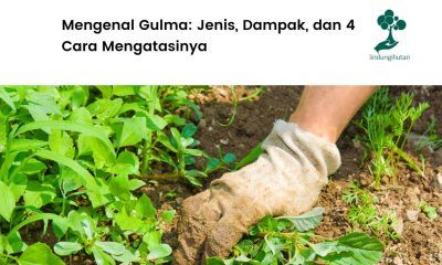 Mengenal gula lebih lanjut.