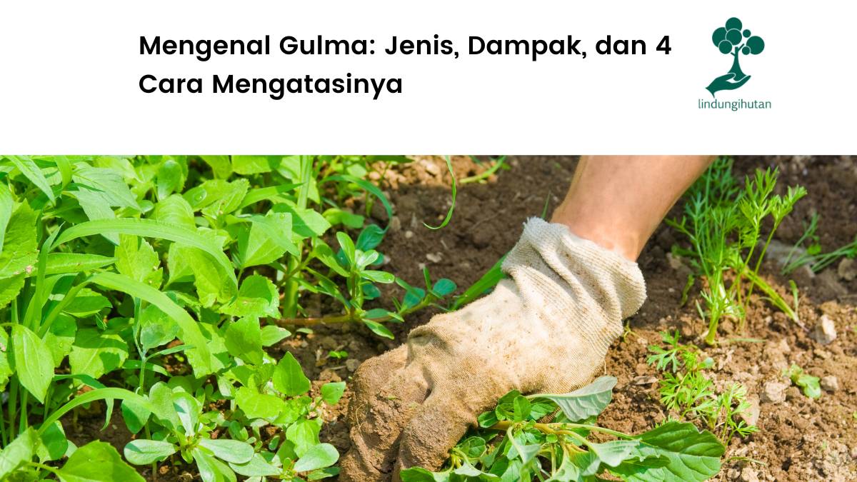 Mengenal gula lebih lanjut.