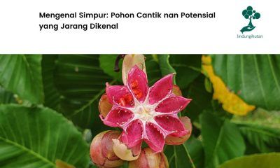 Serba-serbi pohon simpur.