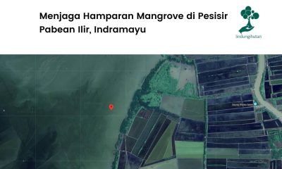 Lokasi penanaman Pabean Ilir, Indramayu.